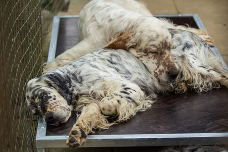 Dreaming of a good nights sleep?