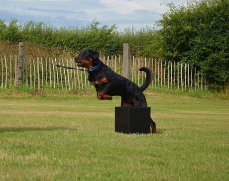 Why Mad About Pets UK?