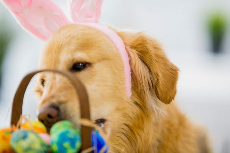 How to get your dogs tail wagging this Easter