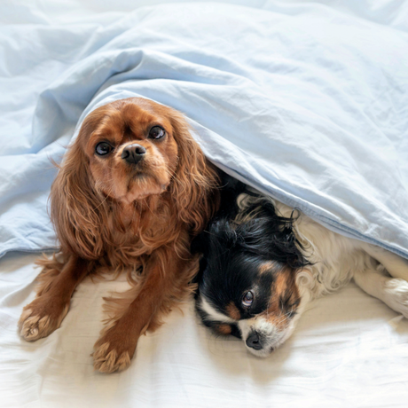 How to Keep Your Pets Warm This Winter