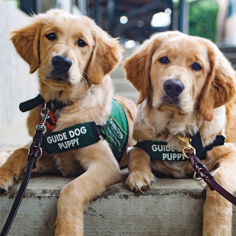 National Guide Dog Day