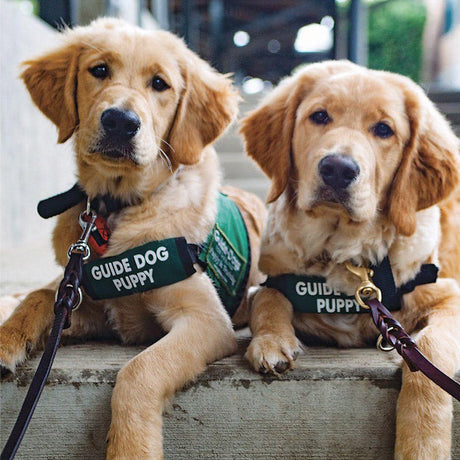National Guide Dog Day
