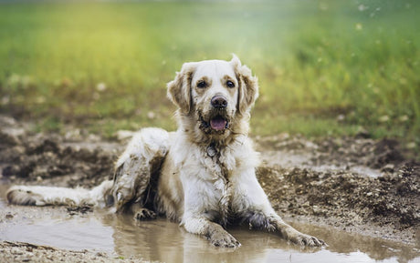 How Mad About Pets UK makes your life mess free