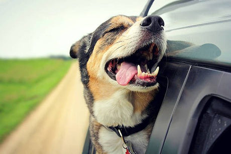 Summer travels with your Pets