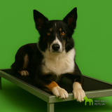 Anti-Chew Dog Bed Platform