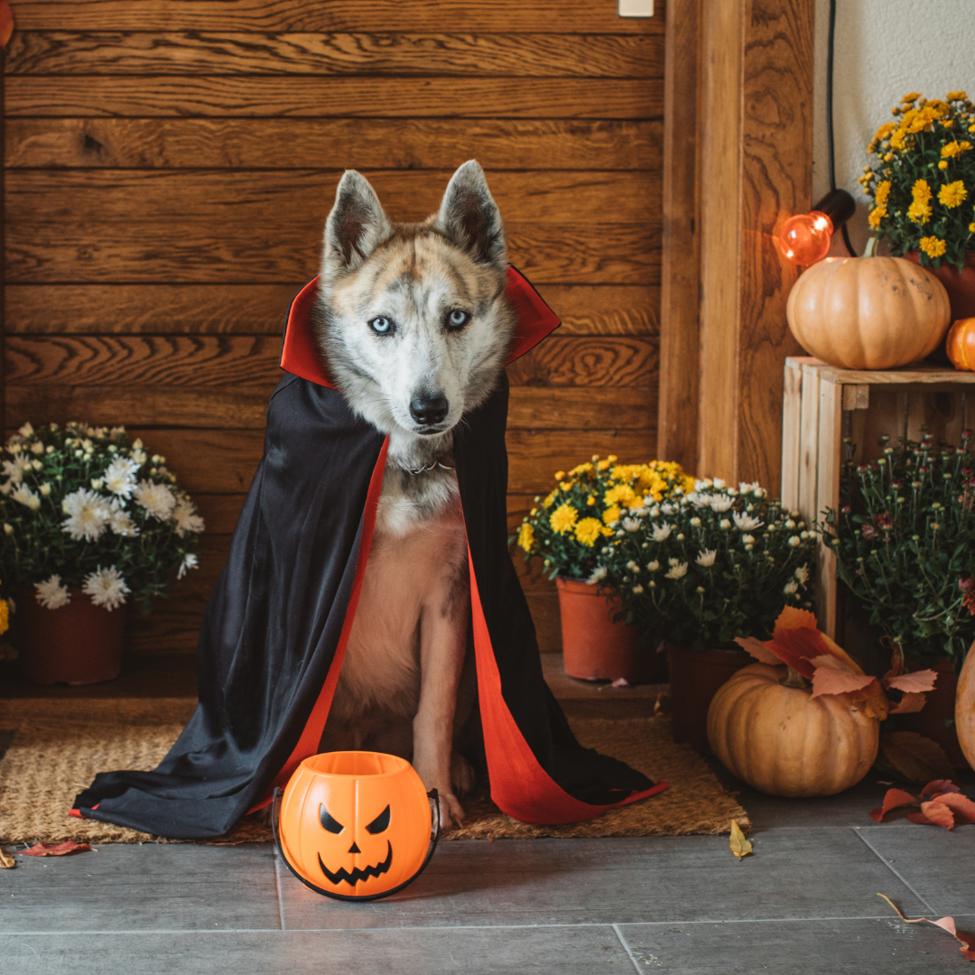 Enjoying Halloween with Your Pets - Mad About Pets UK