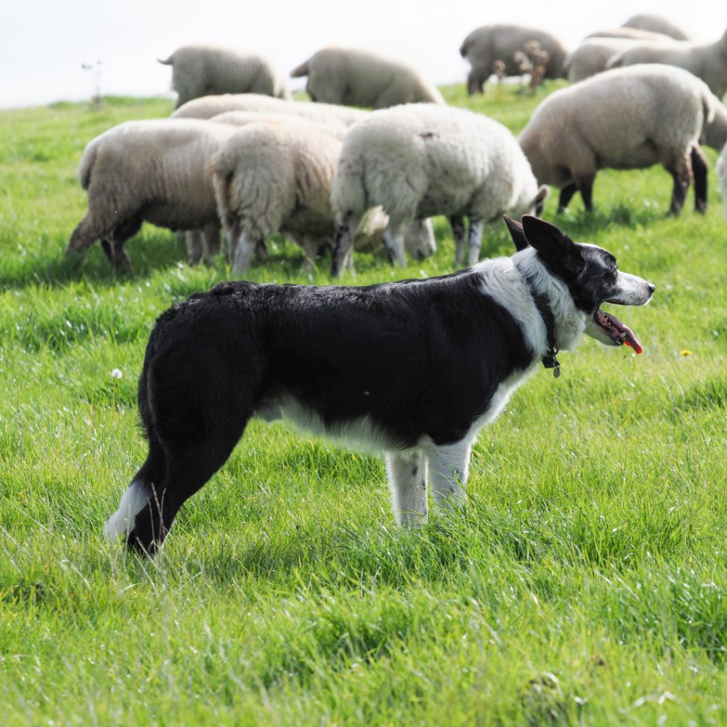 Farmer's Border Collie herding sheep